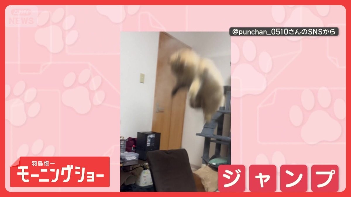 飛びつくニャン」 勢いよく大ジャンプ！ 蒸気に飛び掛かるネコちゃん