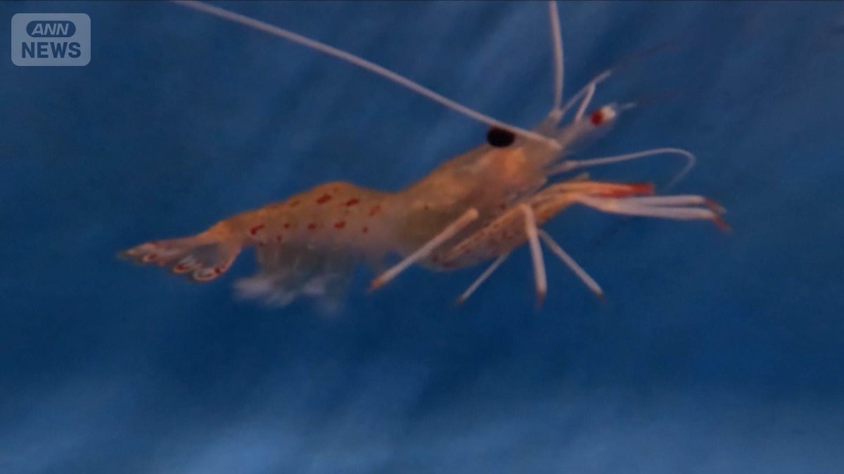 ボタンエビ養殖に成功の水産試験場を取材　来年から事業者に出荷【詳細版】