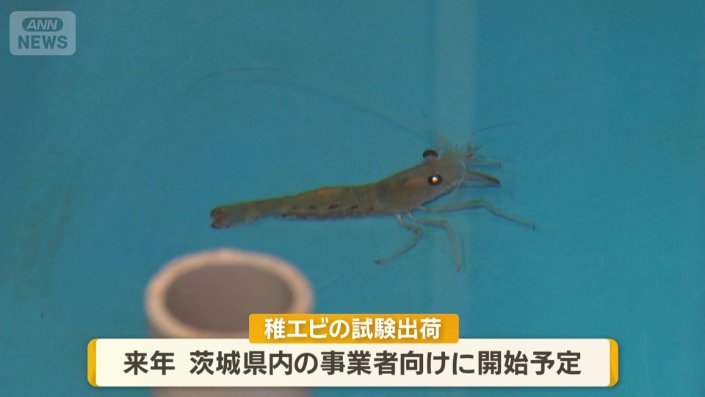 来年から事業者に出荷