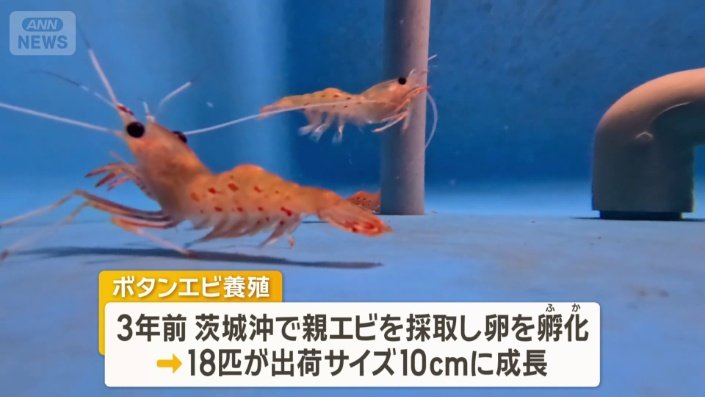 養殖に取り組み始めたのは3年前