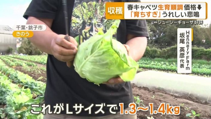 キャベツ