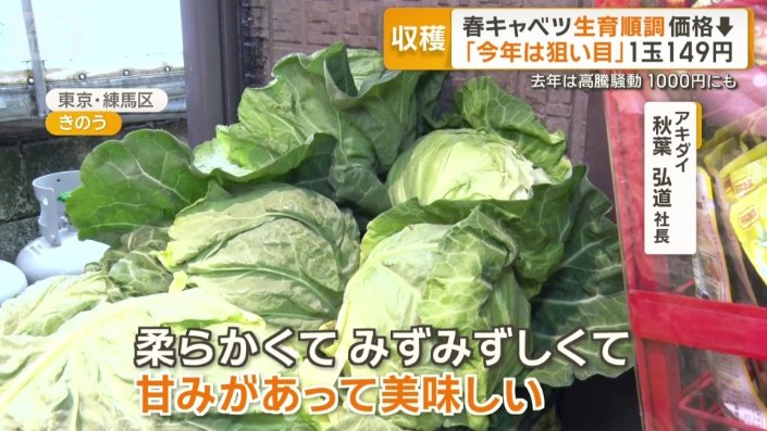 今年の春キャベツの出来は？