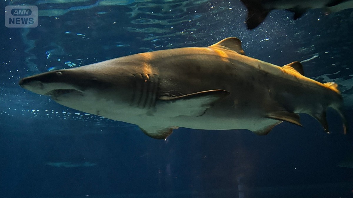 “世界初”シロワニの3期連続繁殖に成功　強面なのに温厚なサメ「シロワニ」の魅力