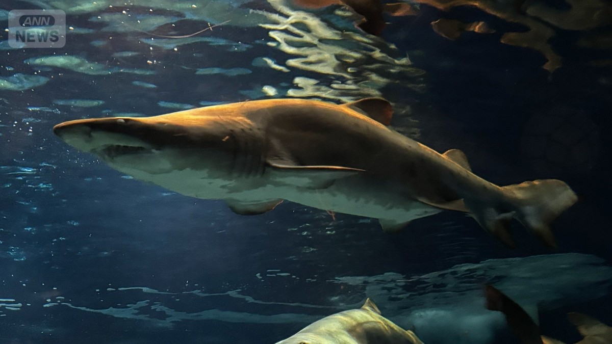 【サメの見分け方】アクアワールド茨城県大洗水族館にいるサメ「シロワニ」を見分けよう