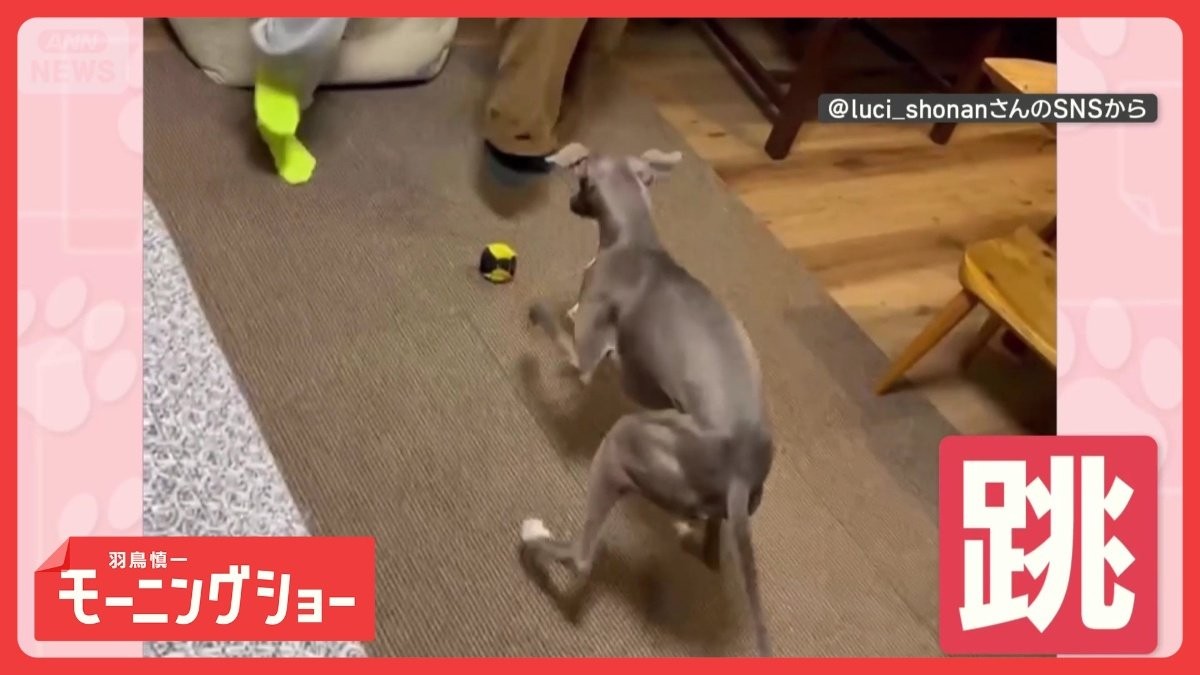 飼い主さんとジャンプ！　止まるタイミングまで完璧だワン　一緒に跳ぶのはなぜ？