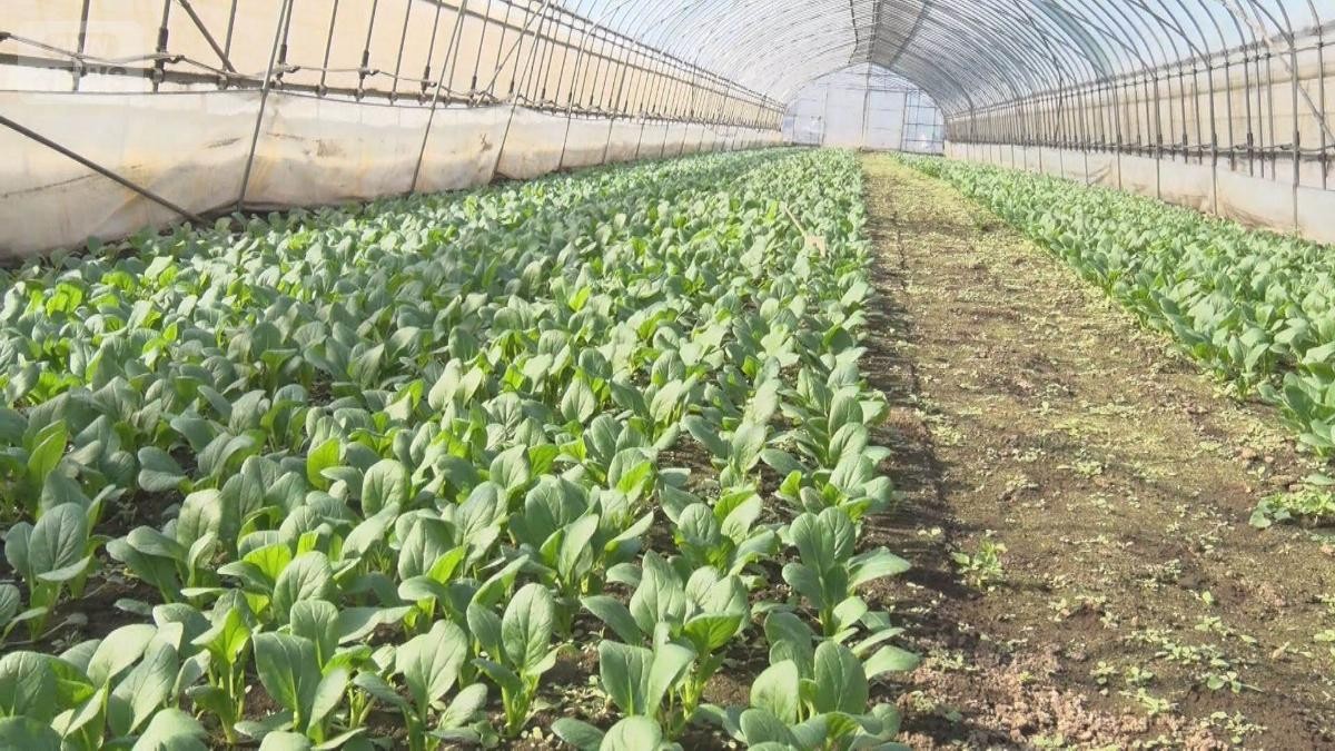 イラン情勢に農家苦悩　野菜5％値上げを検討　停戦合意も「楽観できない」