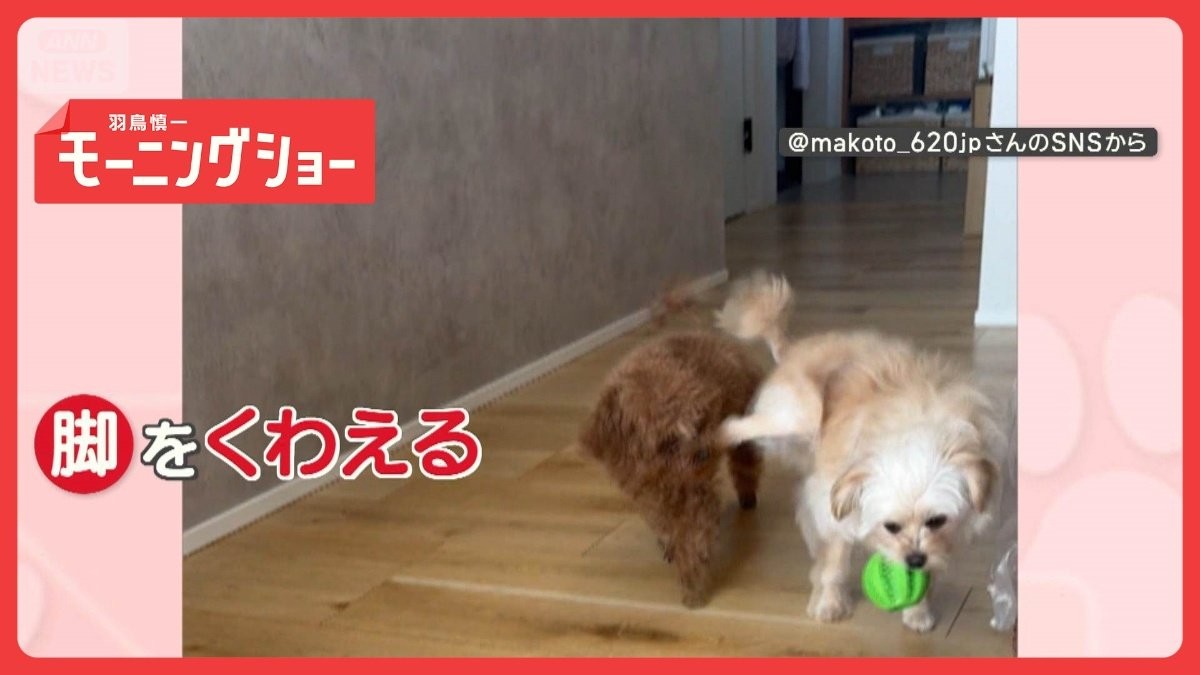 「遊びたいワン」仲良しワンちゃん　一匹はボール　もう一匹は…脚！　なぜ？