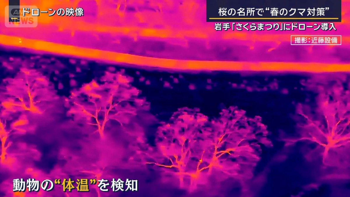 岩手・さくらまつりに“ドローン”導入　桜の名所で“春のクマ対策”