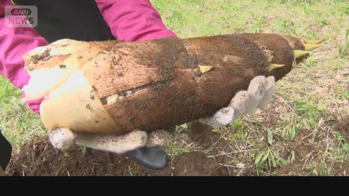 タケノコが豊作　気温上昇、雨降って急成長　先週比で半額のスーパーも