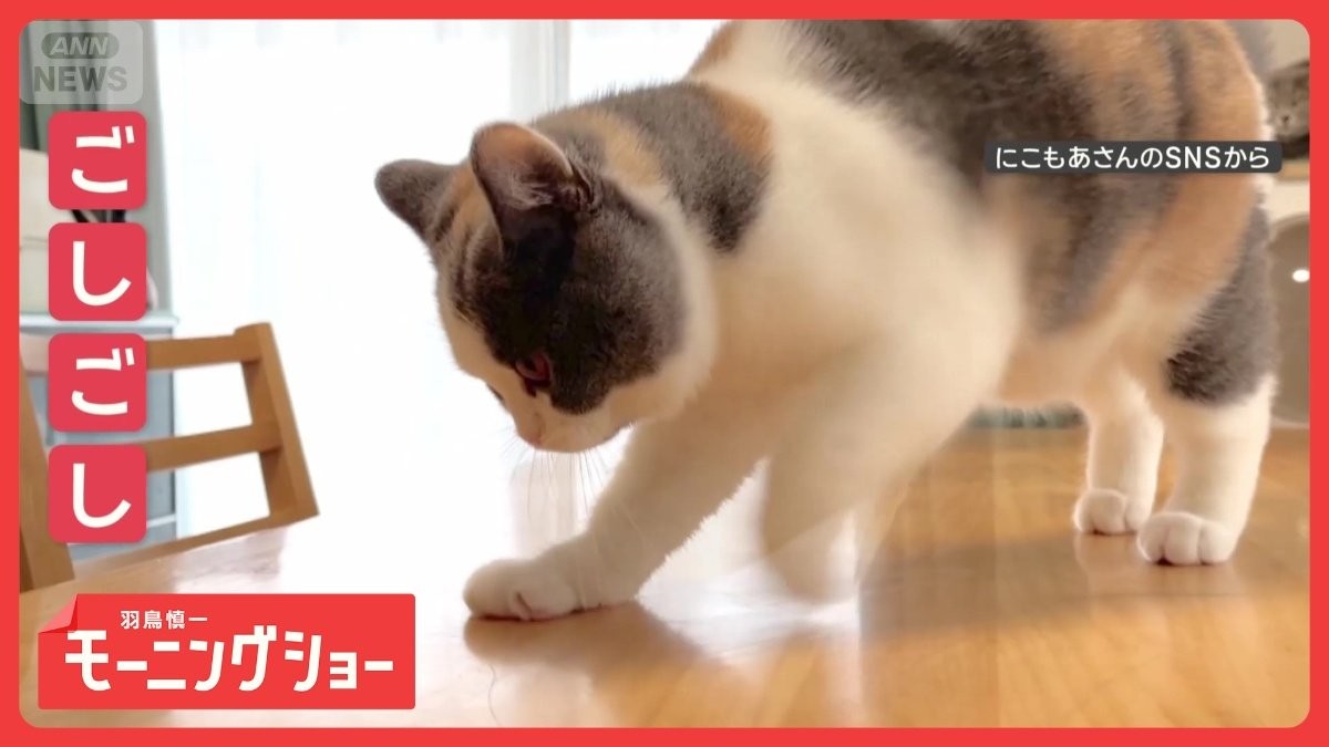 「猫の手も借りたいニャン」　きれい好きネコちゃん　隅々までゴシゴシする理由とは？
