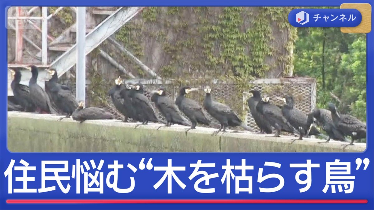 “木を枯らす鳥”住民悩ませるカワウ　なぜ大量発生？