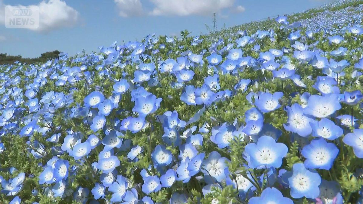 関東で25℃超え　夏日続出も“青のじゅうたん”めがけ…汗だく“ネモフィラダッシュ”