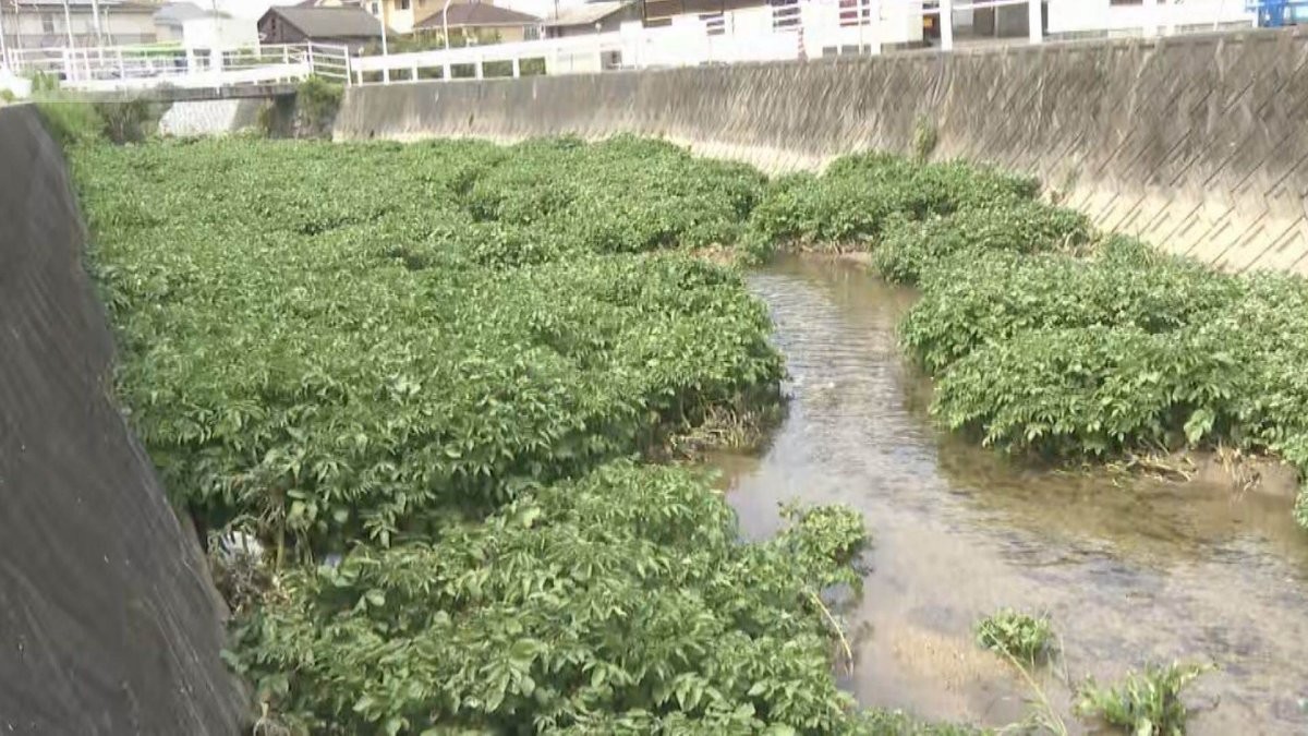 松山市の川でクレソン大繁殖　食べ残し流れ込み育ったか　寄生虫に注意必要