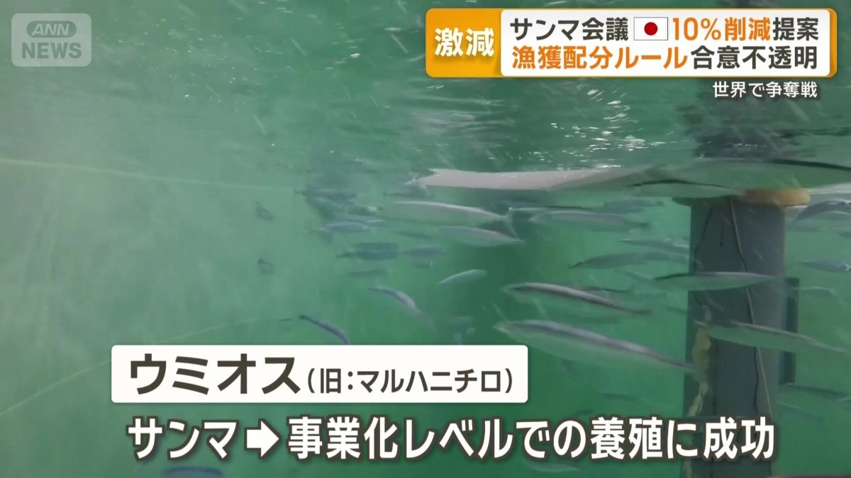 サンマ養殖成功のウミオス(旧:マルハニチロ)」