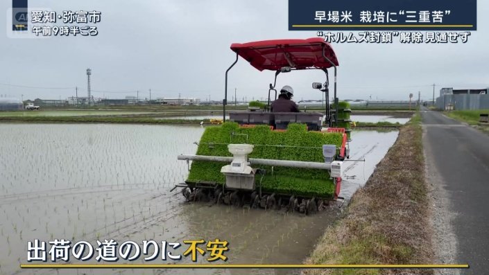 田植え