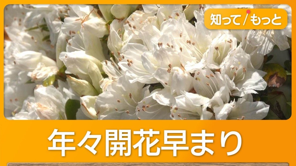 開花が早すぎ「GWまで持たない」観光地 例年より1週間早い “少しでも