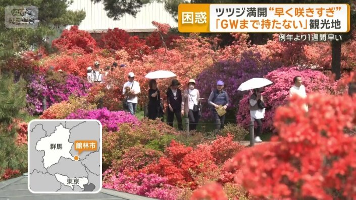 群馬県館林市で満開のツツジ