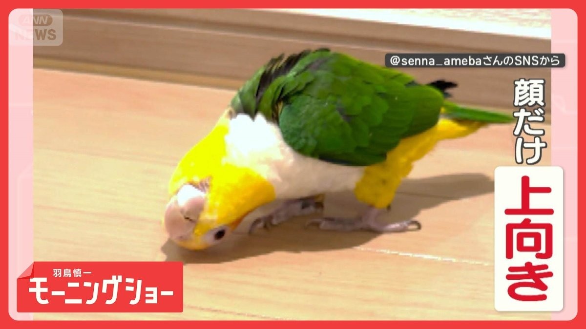 インコさん 頭だけ！上を向いて歩こう 仰天インコさん 頭だけ上を向いてカニ歩きも