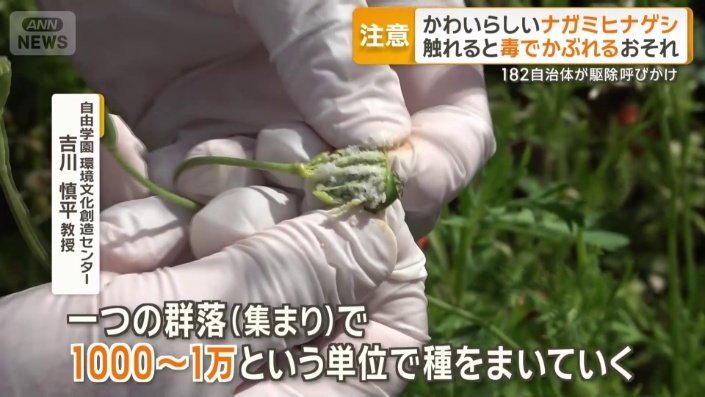 繁殖力が高い