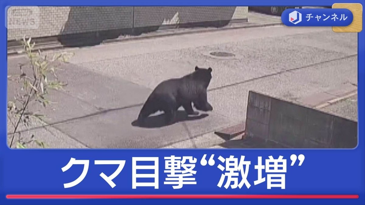 クマ目撃“激増” 被害も…住宅街に連日出没