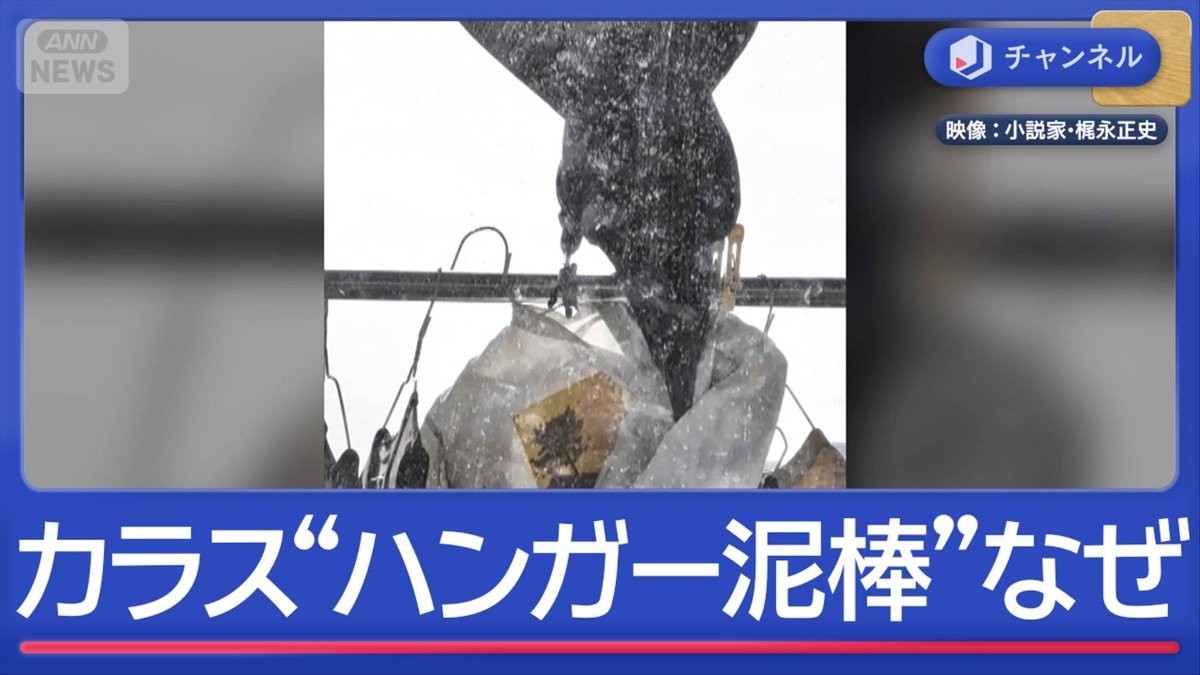 “春カラス”の被害が多発　ハンガー狙うワケは？意外な対策も