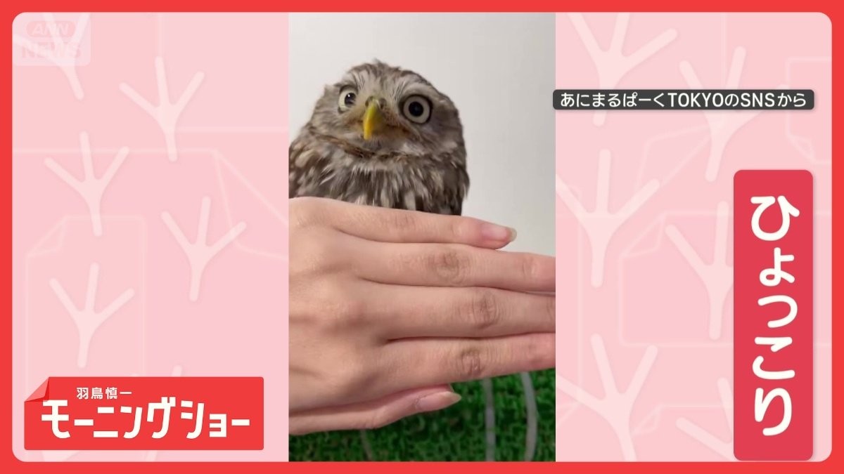 かがんでひょっこり！フクロウ　つぶら瞳で「あなたを見てます」　なぜのぞき込む？