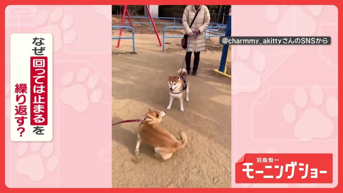 興奮グルグル…ピタッ！　冷静or情熱　回っては止まるを繰り返すワンちゃん　なぜ？