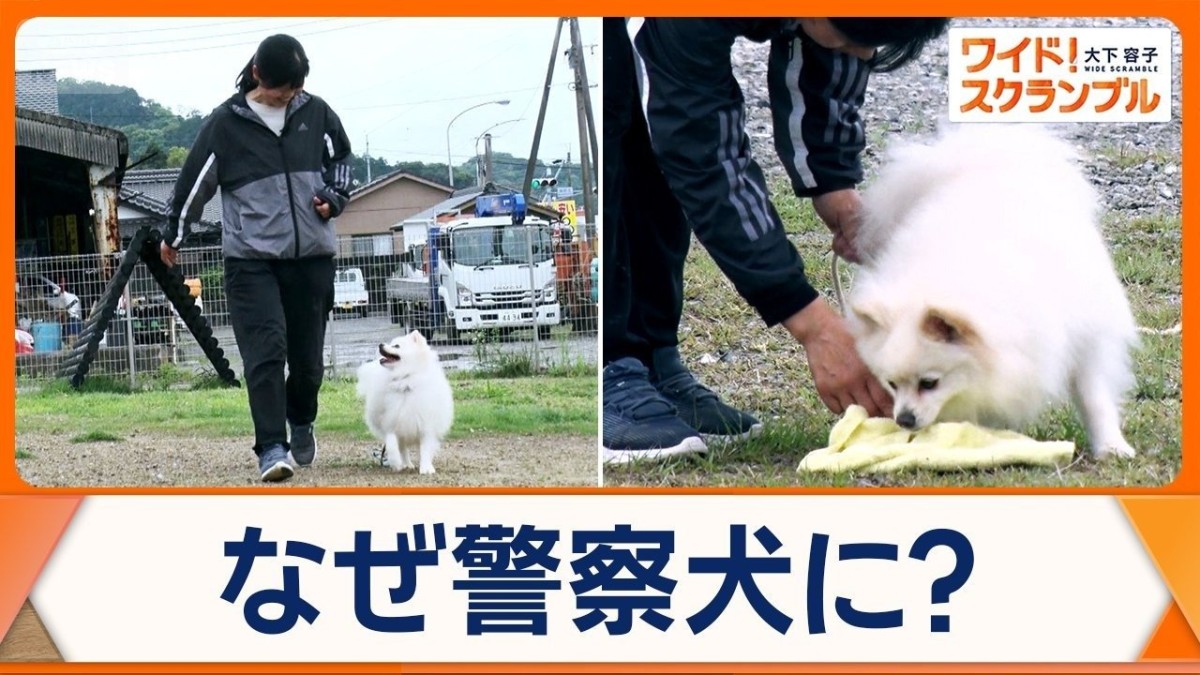 「ポメラニアン警察犬」宮崎の警察署で初採用　“頑張るワン”全国で小型犬の活躍増加