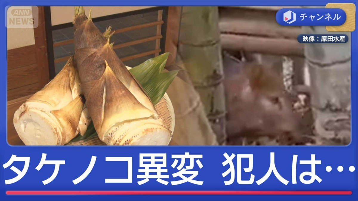 画像まとめ】春の味覚・タケノコに異変 “農家悲鳴”のワケは？
