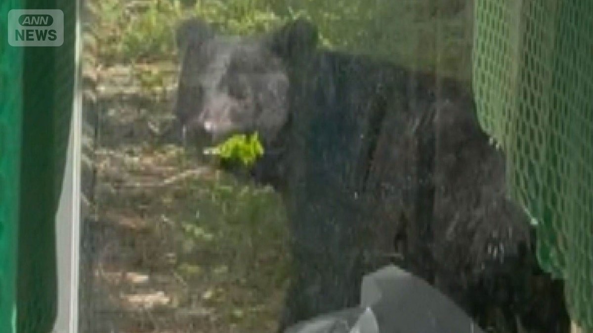 老人ホームにクマ　ガラス扉の向こうで草食べる　秋田市、今月の目撃情報109件