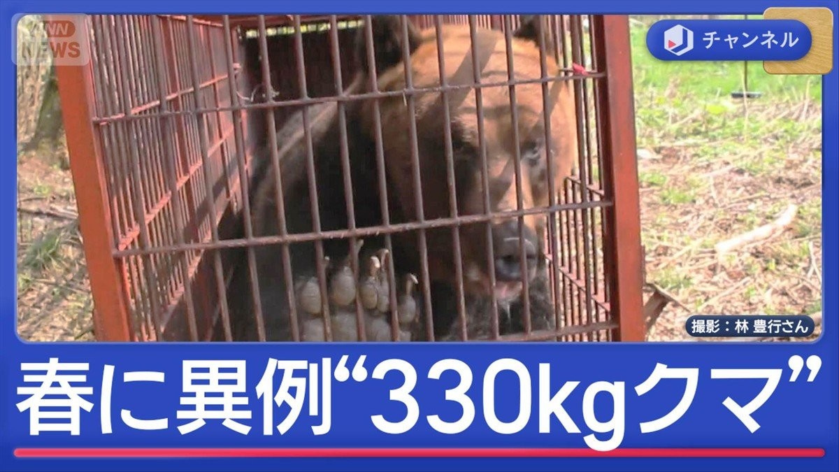 ハンター驚く“春に異例の300kg超クマ” 高齢者施設にもクマ“緊迫一部始終”