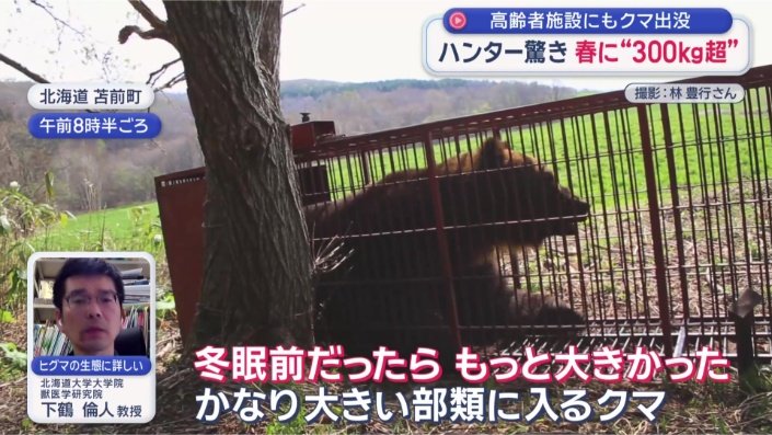 くまこ 週末発送 ハンター驚く“春に異例の300kg超クマ” 高齢者施設にもクマ“緊迫一部