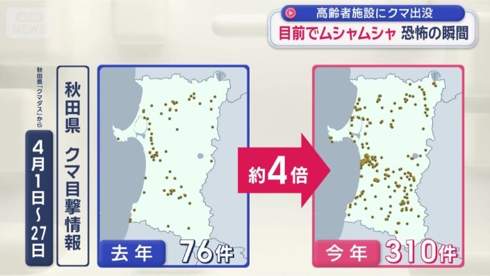 去年の約4倍 秋田のクマ目撃情報