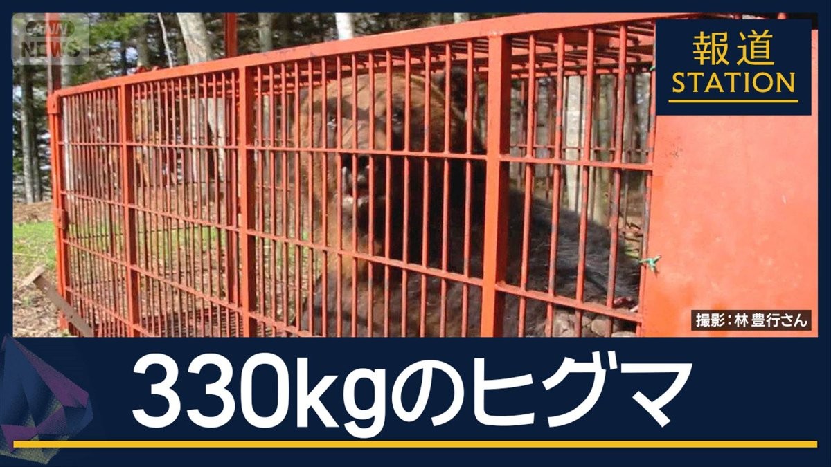 “冬眠明け”でも巨体…体重330kg・体長2m超のヒグマ捕獲