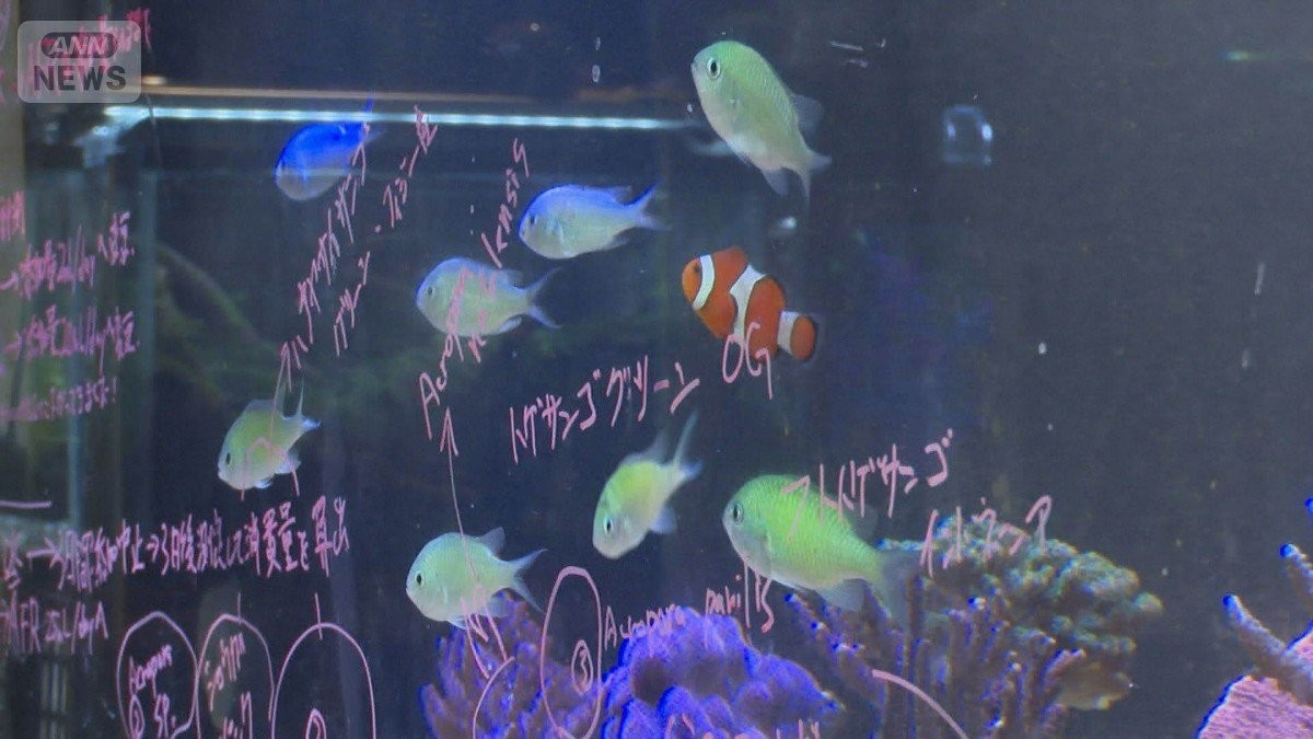 魚好き高じて古民家水族館　大学生が挑戦　人口減の町に活気を取り戻せ　福井・小浜市