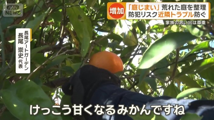 伐採ではなく剪定にとどめられた木