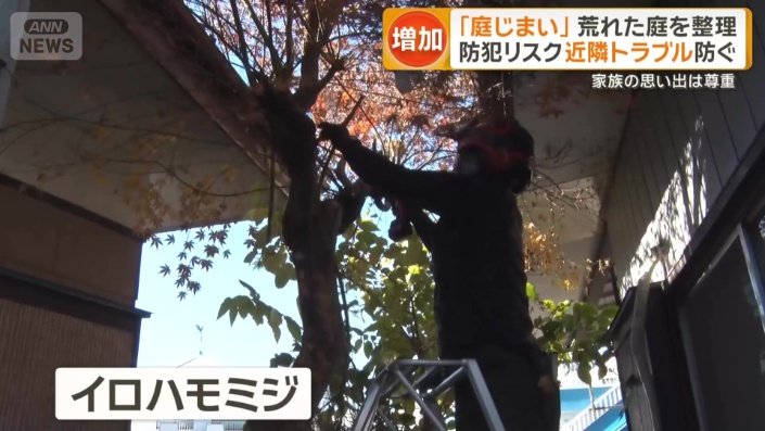 イロハモミジの伐採に取り掛かる
