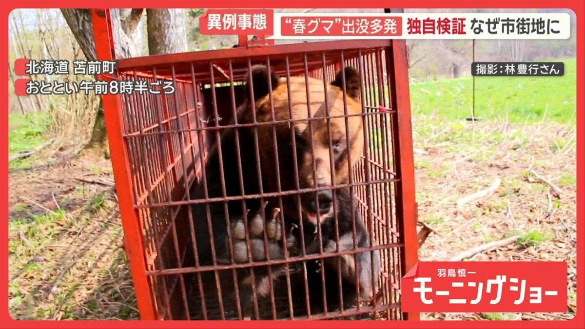 “春グマ”居座り緊迫の瞬間　目撃は4倍増　独自検証…市街地クマ、人間の行動把握か