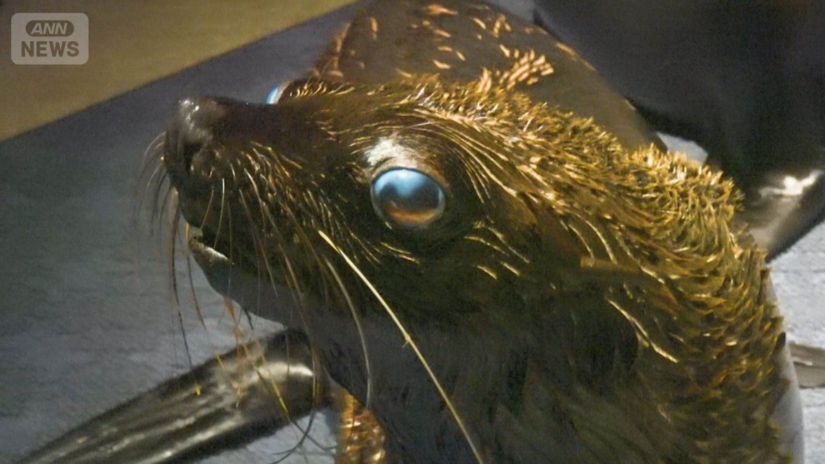 推しが見つかる！？「すみだ水族館」でオットセイの魅力を再発見