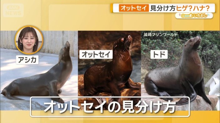 オットセイの見分け方とは？