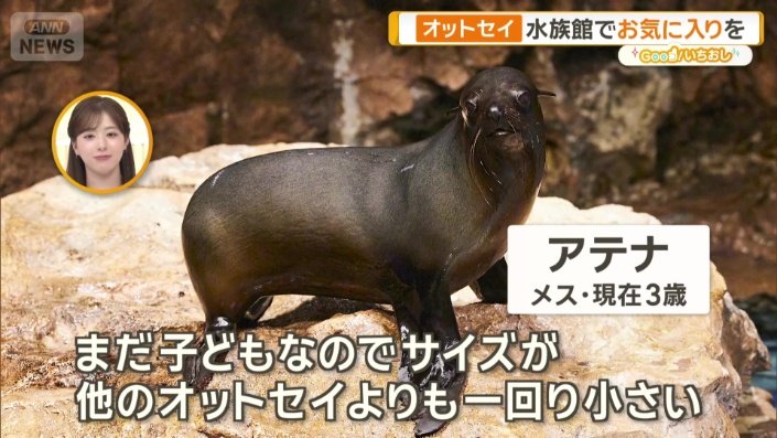 佐々木アナウンサーの推しオットセイ