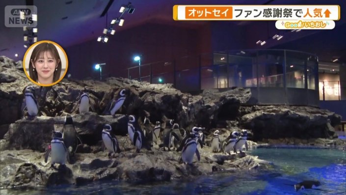 現在58羽の「マゼランペンギン」がのびのびと暮らしている