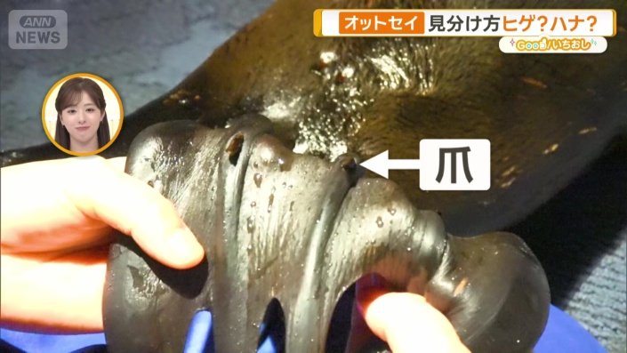 オットセイの「爪」