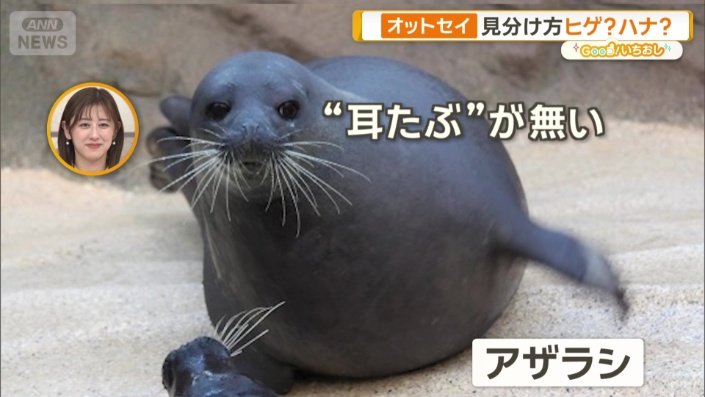 アザラシは“耳たぶ”がない