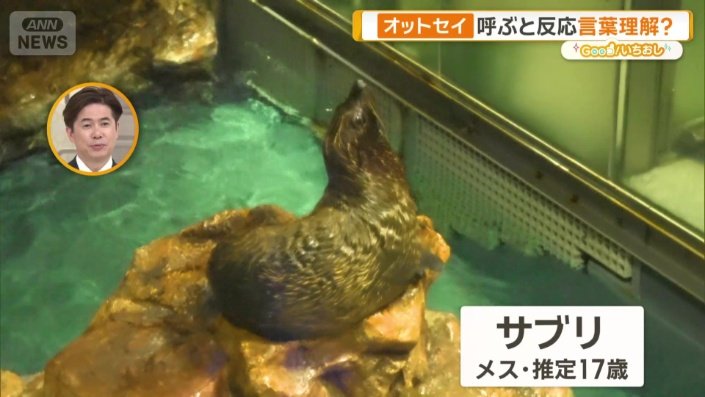 オットセイのサブリ