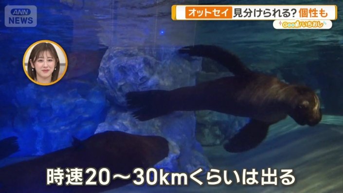 前肢（前脚）で飛ぶように泳ぐ