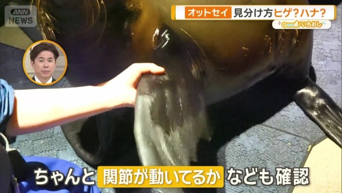 関節をチェックしている