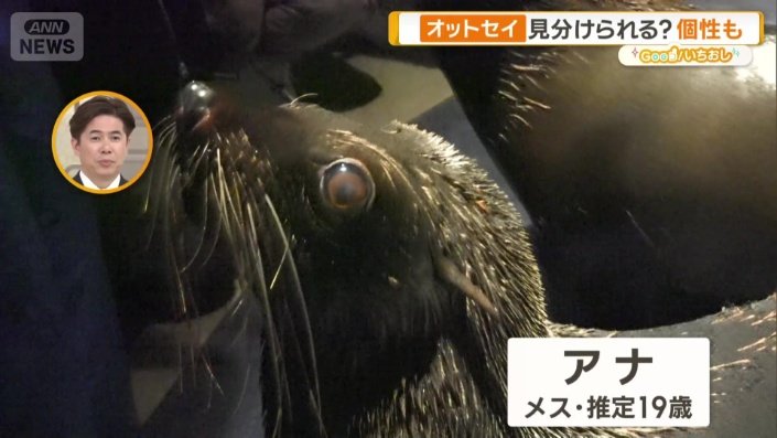 横顔がきれいなアナ