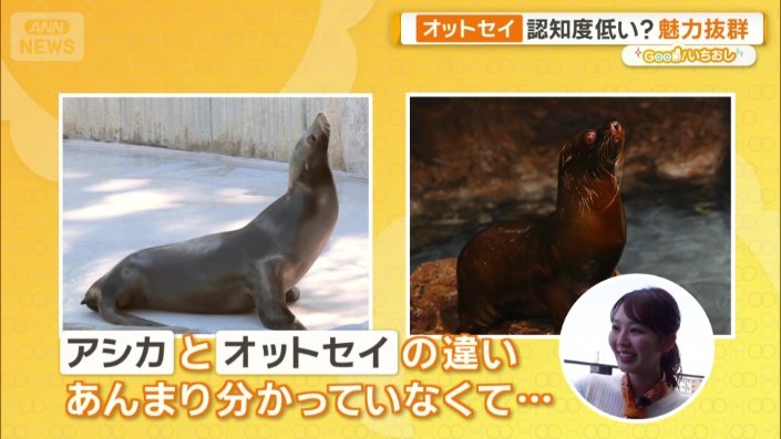 正解は、オットセイ