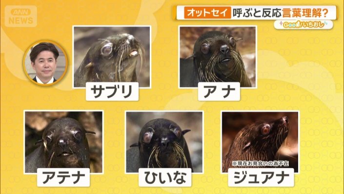 現在、5頭のミナミアメリカオットセイが暮らしている